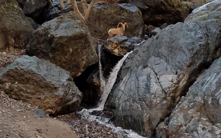 Bighorn above Cherry Creek