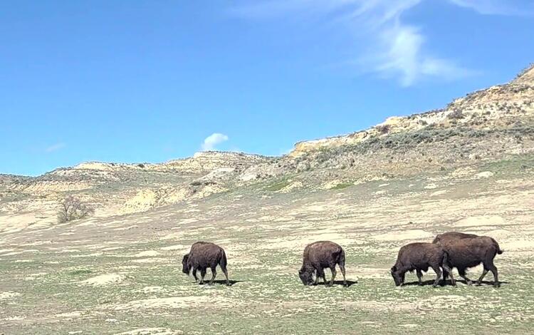 Bison in Theodore Roosevelt National Park a small heard of bison walk alongside yellow and tan hills, with partly cloudy sky above