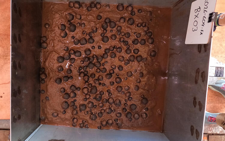Box core sample containing polymetallic nodules from American Samoa