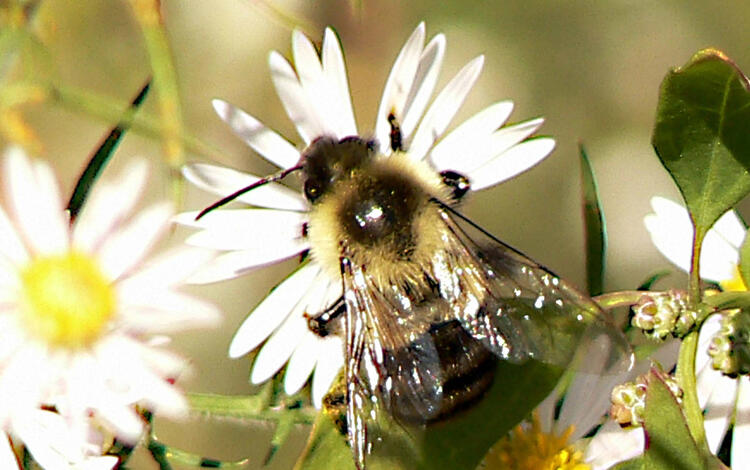 Bumble bee perched on a daisy flower 