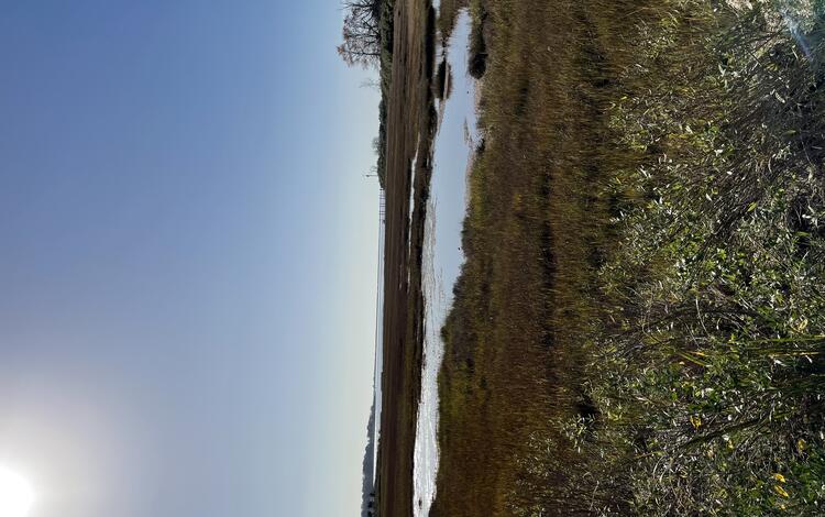 Salt marsh with ponding in coastal Connecticut. 