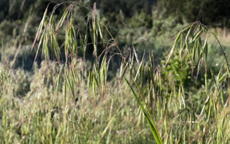 close-up of cheatgrass stalk in a field of cheatgrass