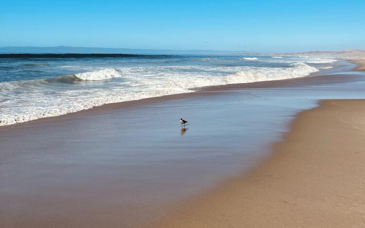Sandy shoreline with bird standing on the wet sand