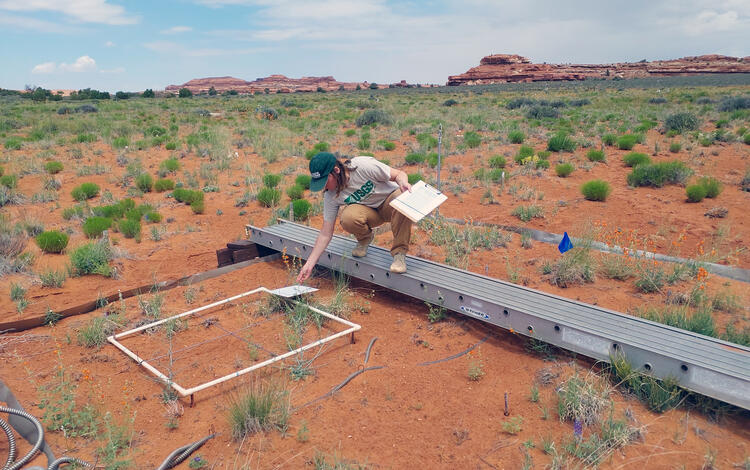 A USGS researcher leans over a study grid in a vegetation drought experiment in Canyonlands NP