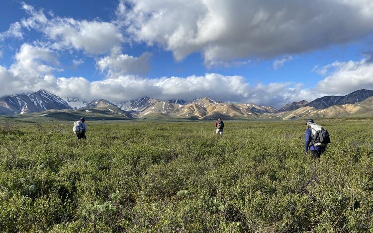 Three scientists with backpacks in low shrubs searing for landbird nests in Denali National Park. Mountains in background.   