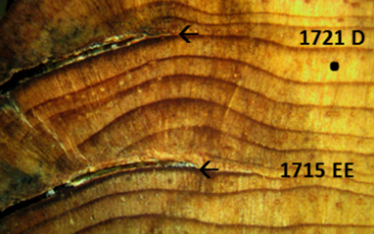 View of fire scars in a tree ring sample, with seasonality and year labeled
