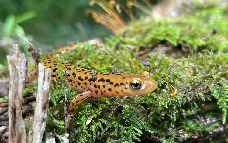 Long-tailed salamander on moss