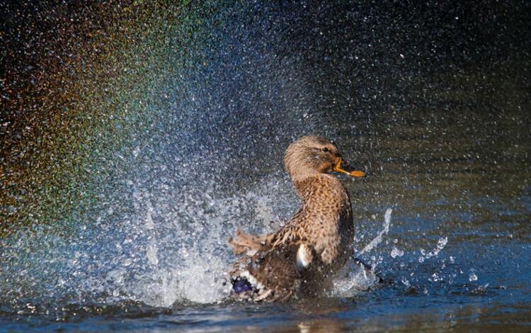 Photo of a Mallard duck.