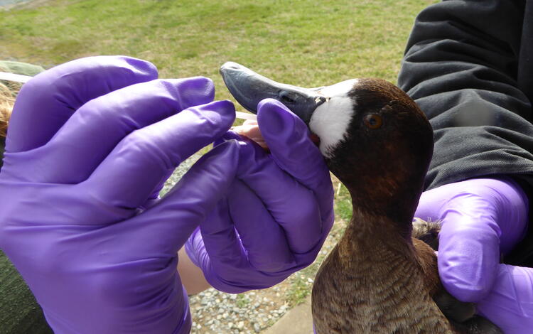 Female Lesser Scaup receiving an oropharyngeal swab.