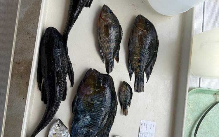 nonnative fish are seen laying on a table