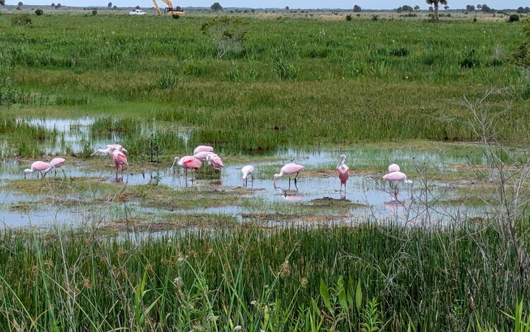 A flock of Roseate Spoonbills stand in shallow water at the TM Goodwin Waterfowl Management Area
