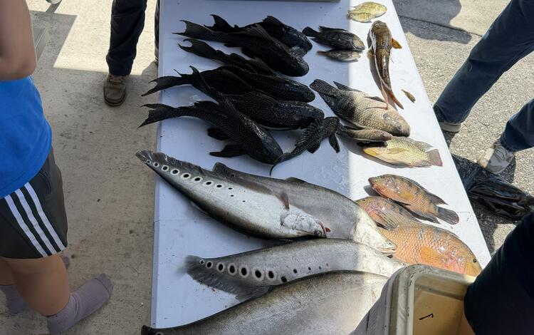 nonnative fish are shown laying on a table as someone standing nearby records the data on a paper on a clipboard