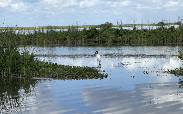 a wood stork stands in shallow water with vegetation, water, and a blue sky with clouds in the background