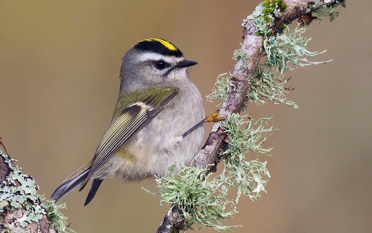 A small gray, white, and olive bird with a yellow and black crown perched on a brown twig with green moss.