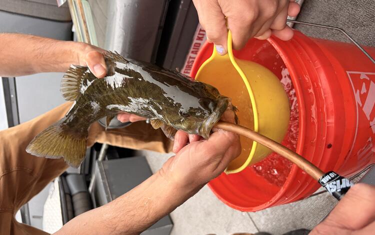 scientist collects diet sample from fish, held over a bucket, a tube is inserted into the fish mouth