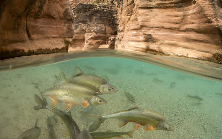 A group of fish swim just under the surface of the blue-green water near a red canyon wall