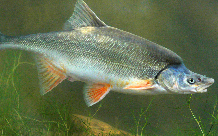 A humpback chub swims past vegetation in the green Colorado River