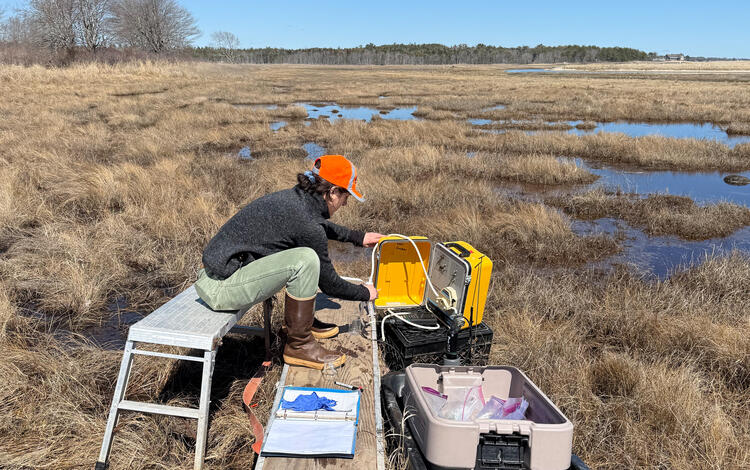 Scientist doing fieldwork in a coastal wetland