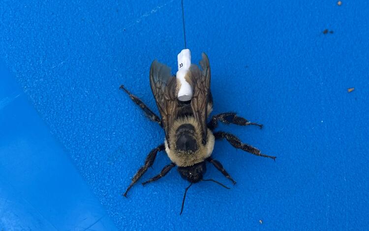 a black and yellow bee sits on top of blue plastic. A small white device with a wire is attached to the back of the bee.