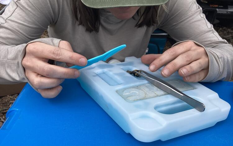 a person holds two sets of tweezers. They are looking down at a bee resting on an ice pack.