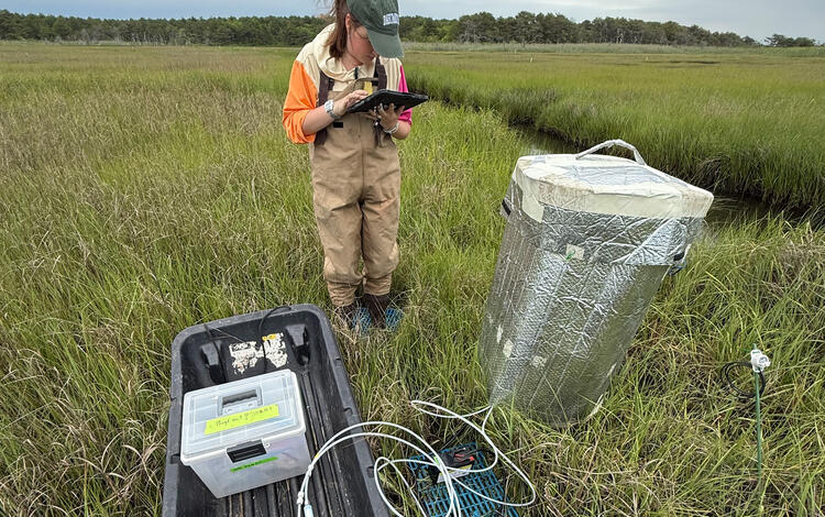 scientist working in a coastal wetland