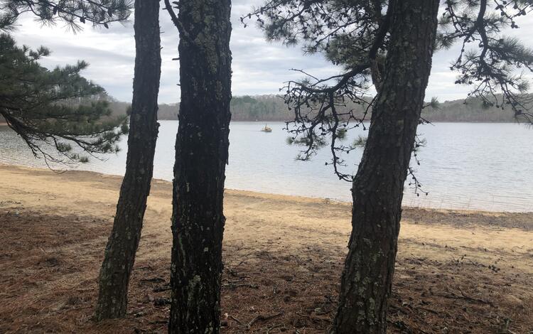 a few trees and a pond with a small boat