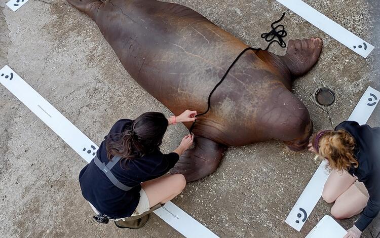 Adult female walrus being measured by two marine mammal trainers at Indianapolis Zoo