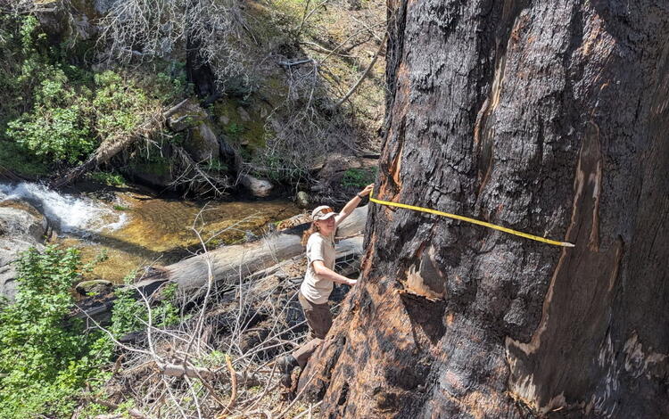A person measures a large tree trunk with a tape measure