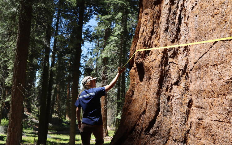 A person holds a tape measure around a large tree trunk