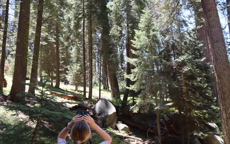 A person looks up at giant sequoia trees