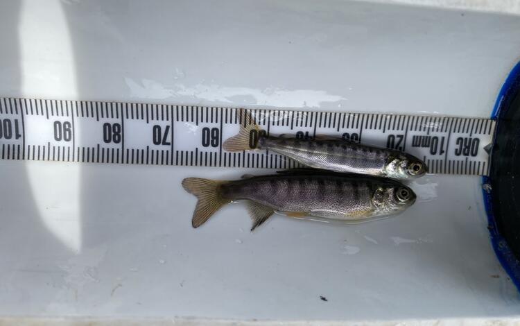 juvenile Chinook and Coho salmon fish next to a ruler