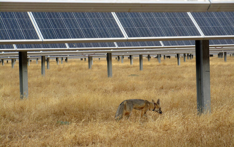 A kit fox walks through the grass next to a solar panel at Panoche Solar Farm