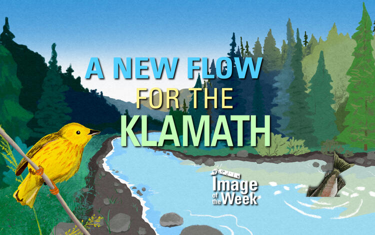 A New Flow for the Klamath (Image of the Week) Illustration of a forest scene with a river running through, a bird prominent in front and a fish tail above the water