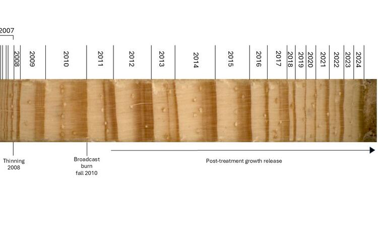 a timeline labels different years of tree ring growth next to a photo of tree ring cores