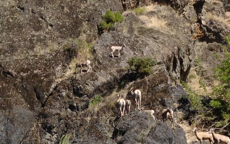 Lambs and yews on cliffside near the Salmon River