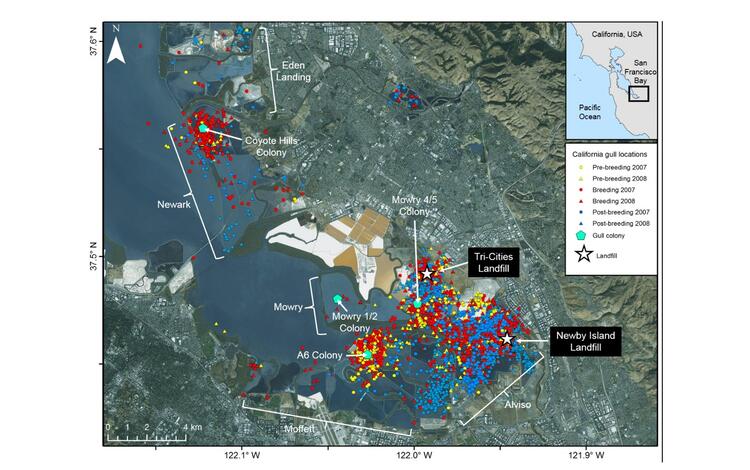 WERC California Gull locations and landfill map