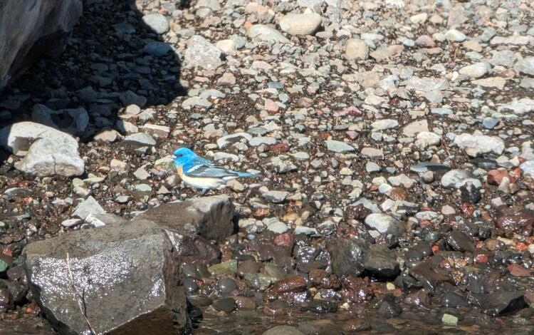 Lazuli Bunting blue bird on a rocky shore