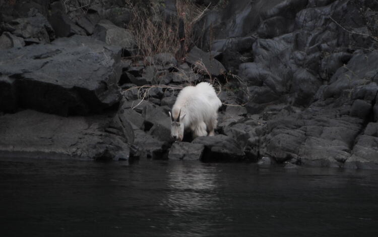  mountain goat in the upper reach Snake River below Hells Canyon dam and Seven Devils mountains drinking water