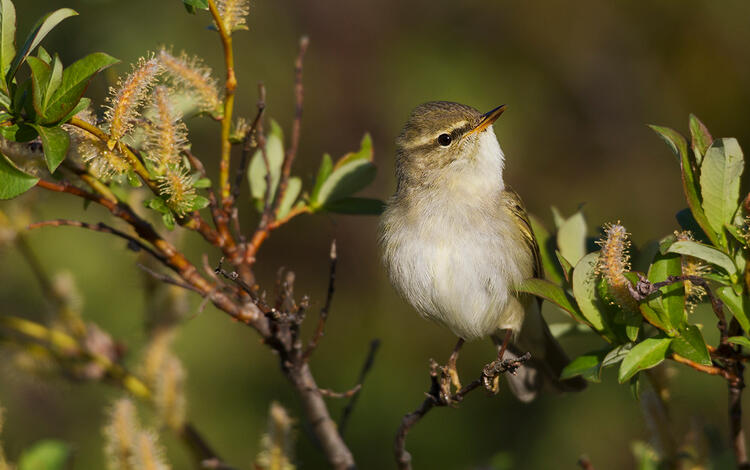 A small light brown, buffy, and white bird perched in a shrub with green leaves and willow catkins.
