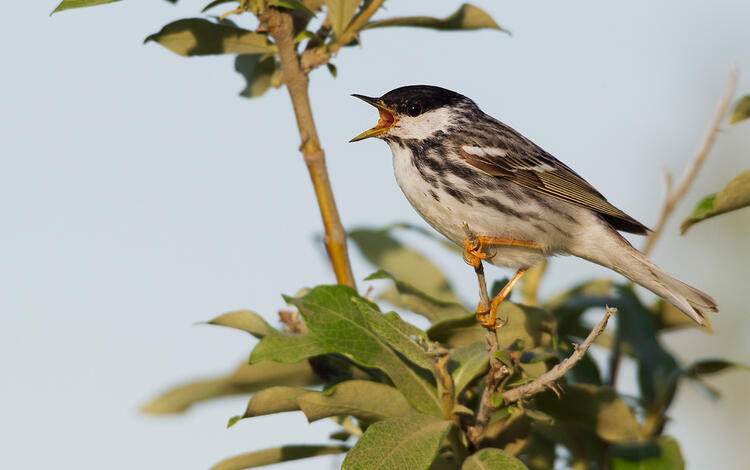 A small black and white bird singing while perched in a shrub with green leaves.