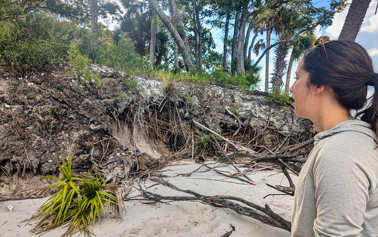 Native American shell midden is exposed to erosion from sea level rise and storms