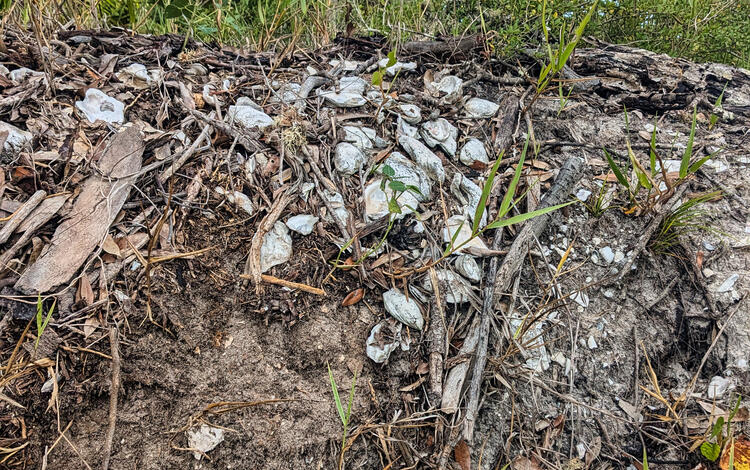 Shoreline erosion exposes a Native American shell midden below a coastal flatwood forest