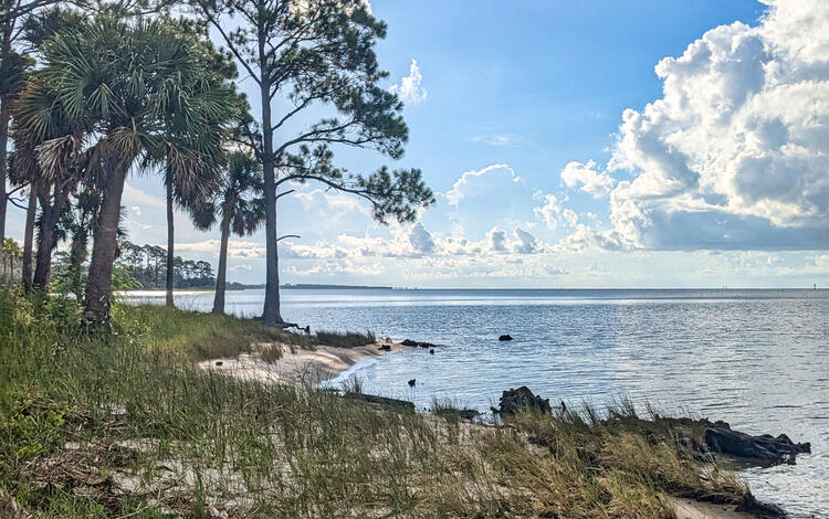The sinuous backbarrier coastline of St. George Island showing the sandy beach, grasses, and pine trees