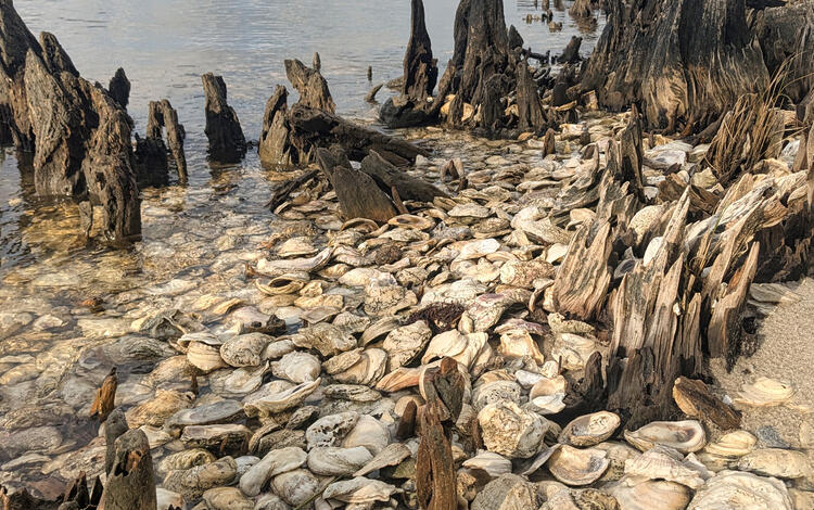 Oyster shells on the beach amongst dead tree roots and stumps