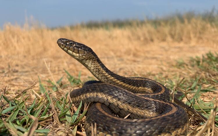 A dark snake with light brown stripes curled up in grass, extending its head towards the sky