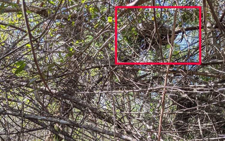 many sticks and branches cross the photo, a red box outlines where a large snakes sits in a branch