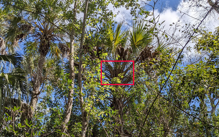 a forest of palm and other trees with a red box outlining a large shadow in the middle of palm leaves