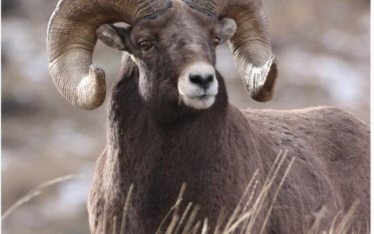 Male bighorn sheep