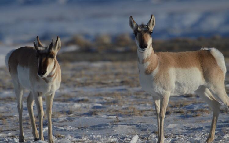 Two pronghorn in a snow covered prairie