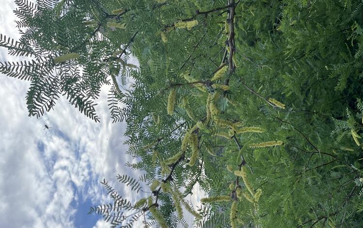 A close-up of green mesquite tree foliage with the Colorado River and Diamond Peak in the distance